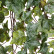 Английский плющ Олд Тэмпл припылённо-зелёный 20.05170261GG-M