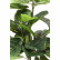 Предмет декоративный Fiddle Leaf, коллекция Фикус