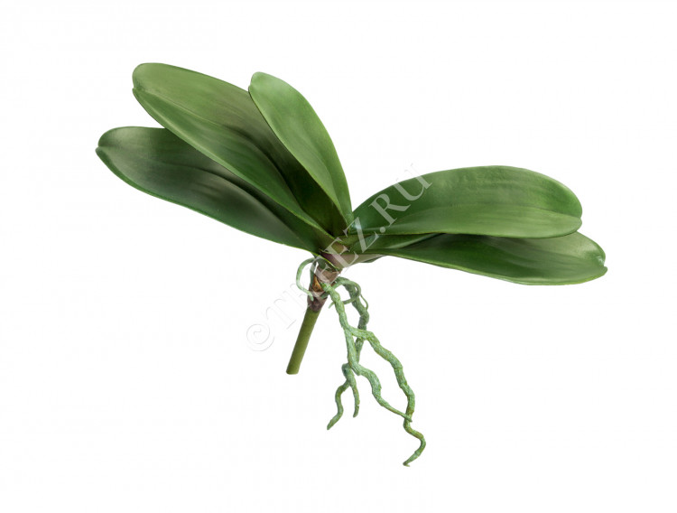 Листья Орхидеи Фаленопсис большие с корнями 30.0616193