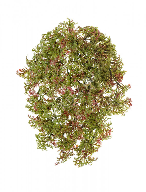 Ватер-грасс (Рясковый мох) куст зелёный с бордо 20.071617-RG