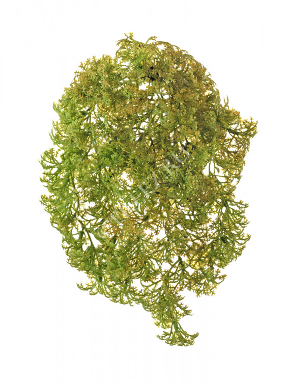 Ватер-грасс (Рясковый мох) куст св.зелёный со св.коричневым 20.071617-LG