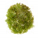 Ватер-грасс (Рясковый мох) куст св.зелёный со св.коричневым 20.071617-LG