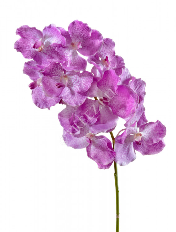 Орхидея Ванда с ярко-сиреневыми прожилками 30.0610042LPR