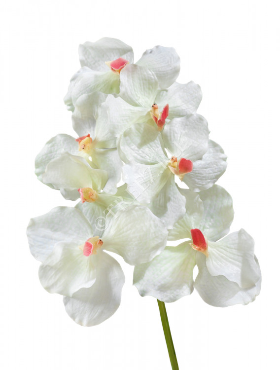 Орхидея Ванда белая с роз. сердцевинкой 30.0611083CR