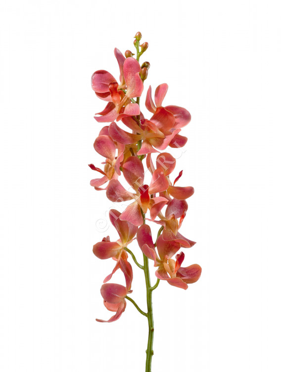 Орхидея Дендробиум кораллово-розовая 30.0610049LOR