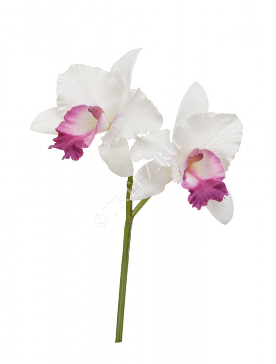 Орхидея Каттлея белая с тёмно-розовым язычком 30.0616198WH